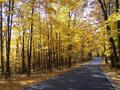Fall Splendor