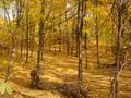 Golden Forest