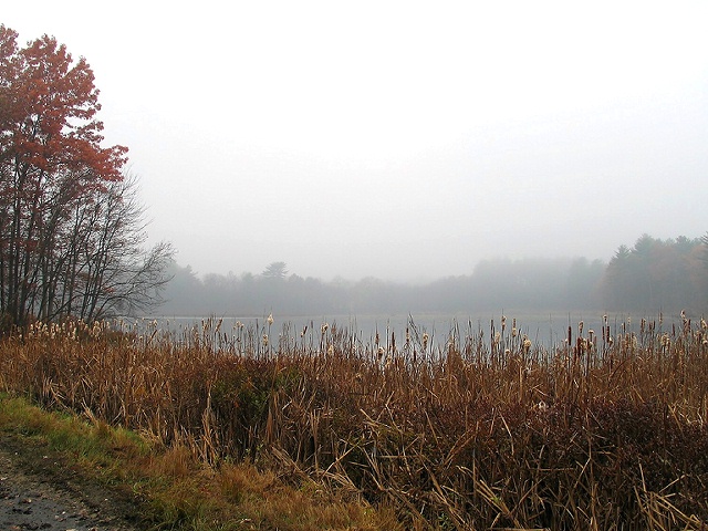 foggy bog...