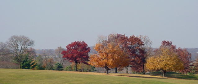 Fading Autumn Colors