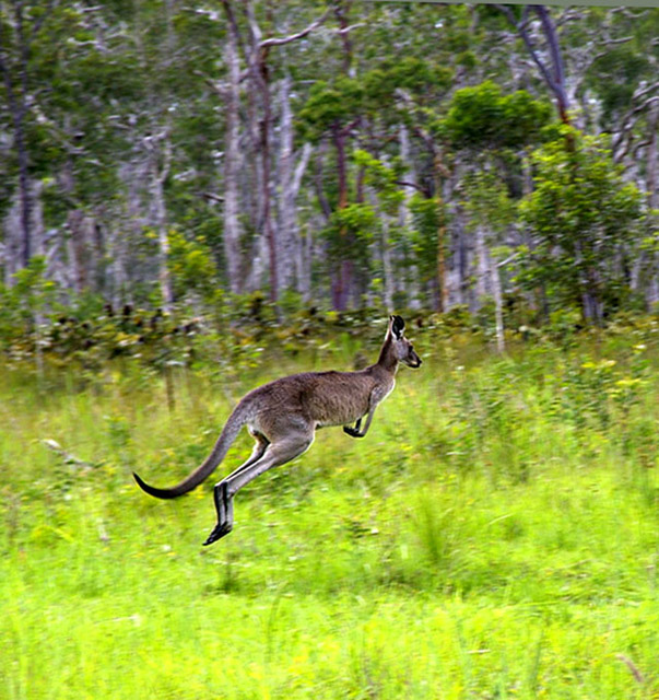 Surprise In The Bush