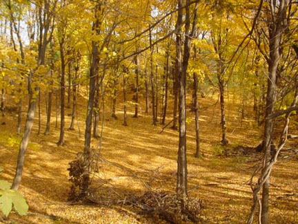 Golden Forest