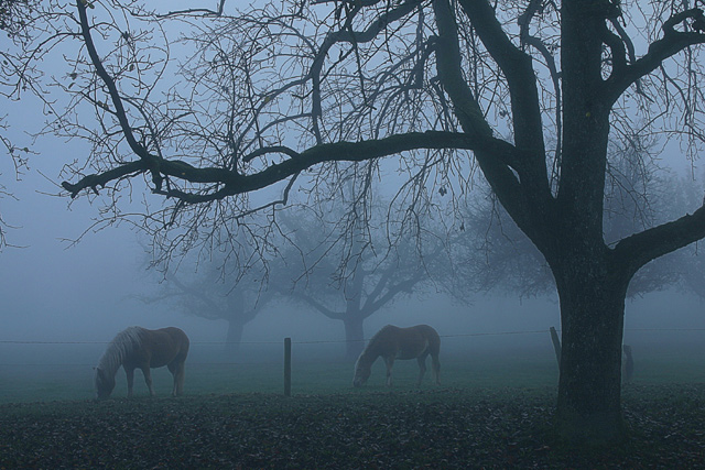 Misty morning