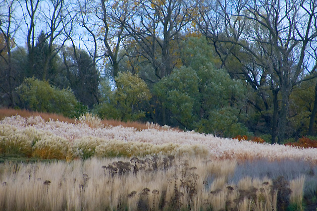 A Walk Through The Prairie