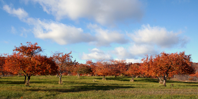 Fall Apple Orchard