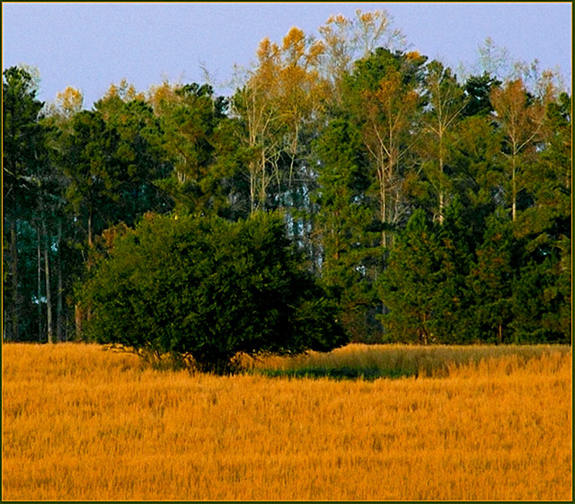 Outstanding in it's field