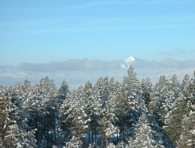 Cold Beauty