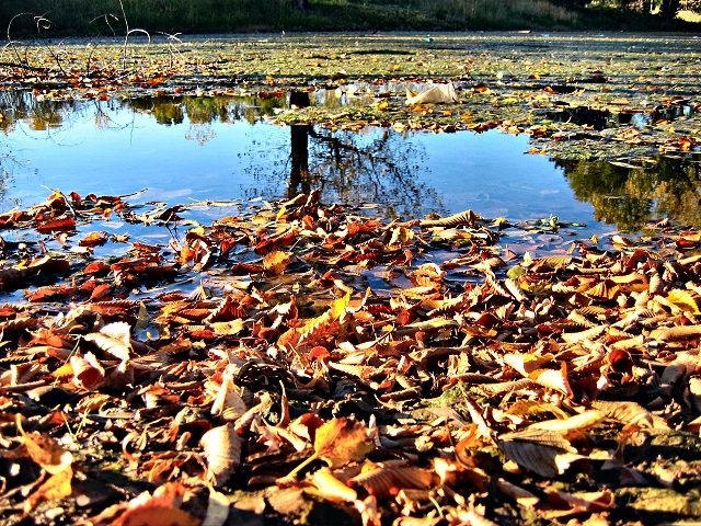 Nature's Trash
