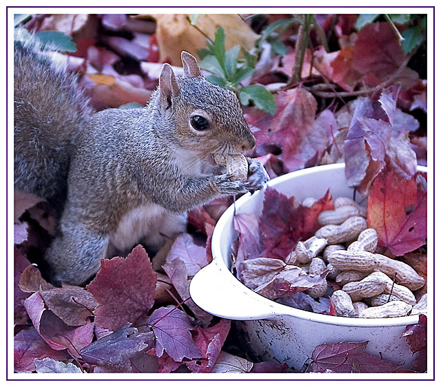 Your garbage, my food ..