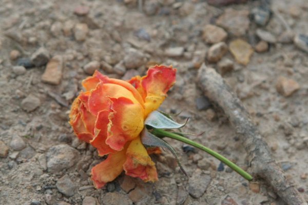 Fallen Rose