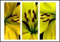Lilies