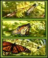 Monarch Menagerie