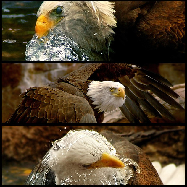 Bird of Prey