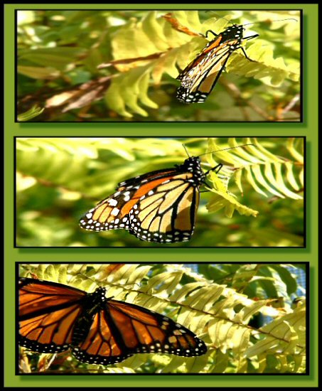 Monarch Menagerie