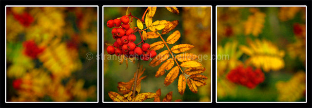 The Tree of Scarlet Berries