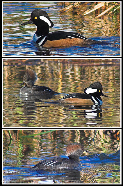 Breeding Colored Dance