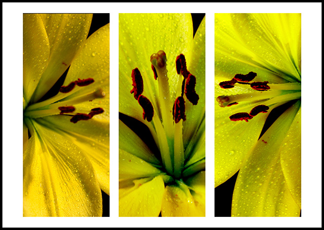 Lilies