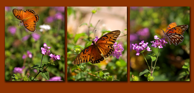 Trois Papillon