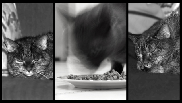 A Day in the Life...sleep, eat, more sleep