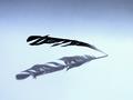 Feather