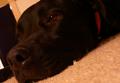 Sleepy Dog