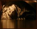 Sleeping beauty