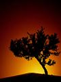 Artificial Sunrise