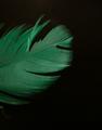 Green Feather