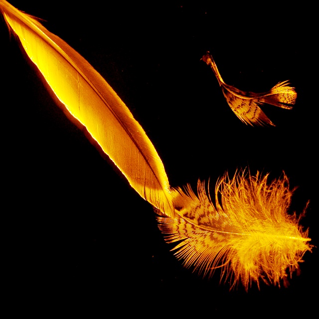 Firebird towards infinity