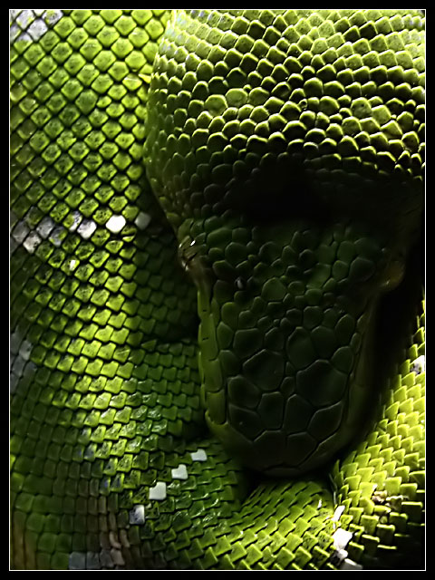 A Touch of Green