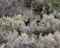What Moose? (Natural Camouflage)