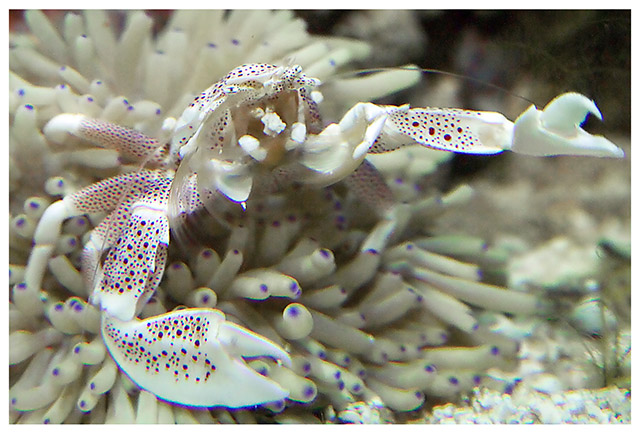 Anenome Crab