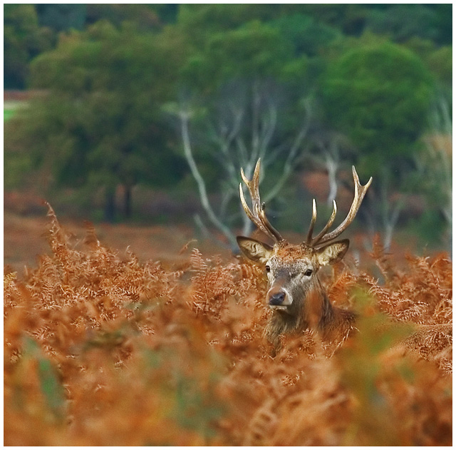 Trees for Antlers