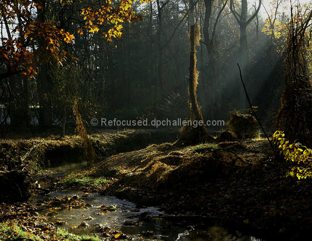 Deep In The Forest Darkness Conseals Life