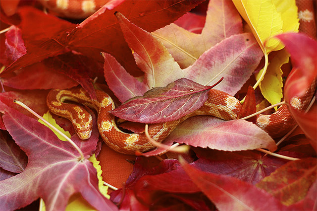 Leaf me alone