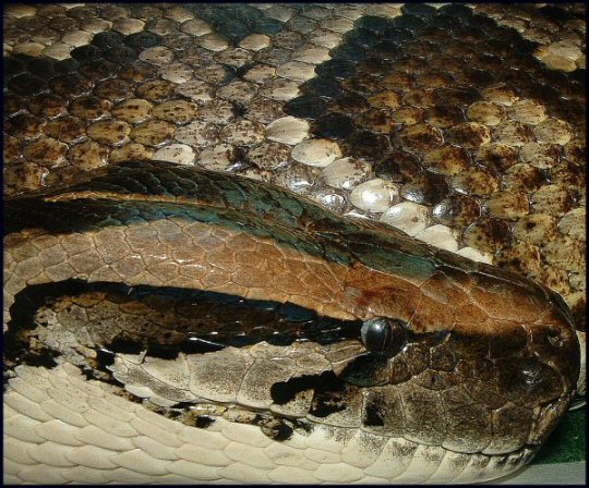 Anaconda's Veil