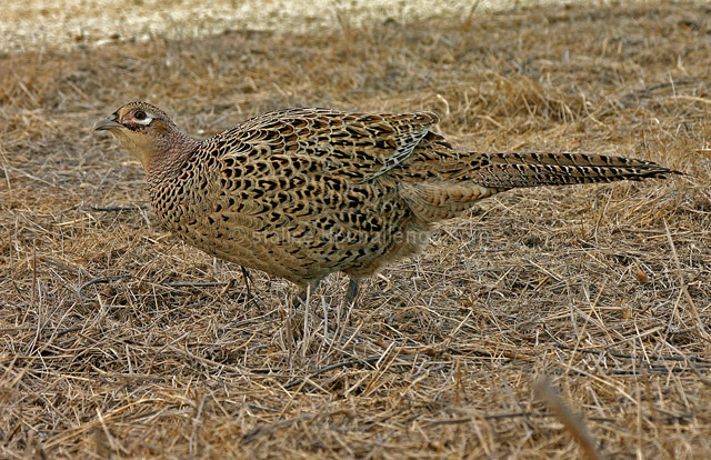 Female Ring-neck Pheasant in Habitat