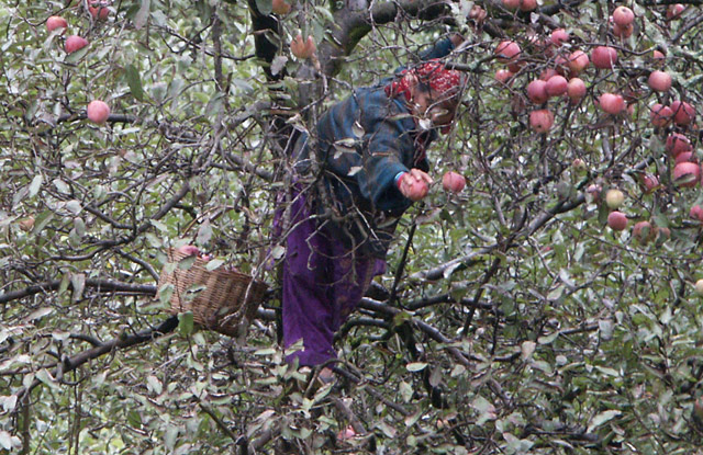 Apple Lady