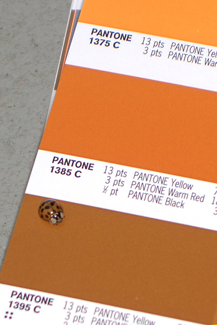 Pantone Lady