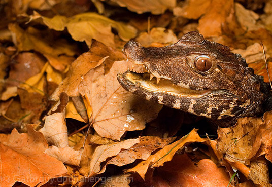 Don't Play in the Leaves!