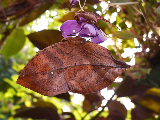 Indian Leaf Butterfly ((Beautiful blue florescent colors when wings are open)