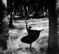 Ballet in the Woods