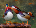 Love comes in pairs!