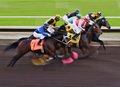 Even feild at the backstretch