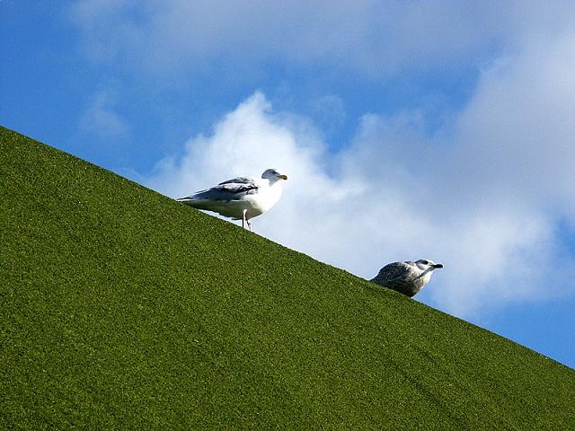 green & blue for two