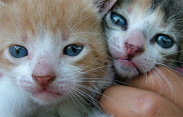  Cats