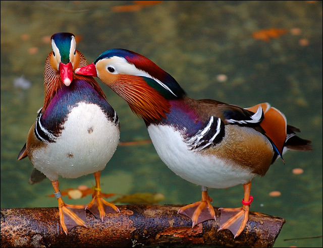 Love comes in pairs!