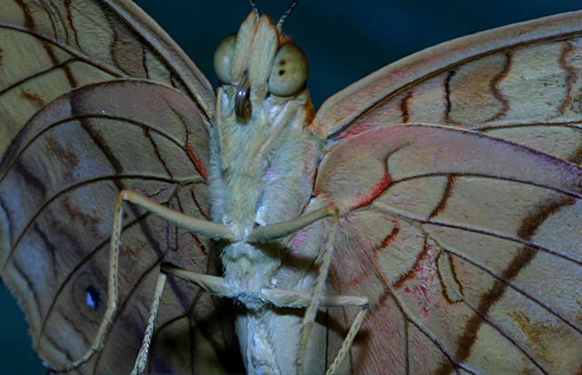 Proof: Butterflies have 4 legs