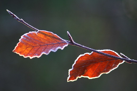 frosty pair