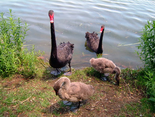 Mum, dad and the two kids